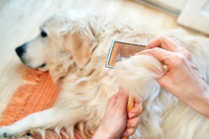 Tác hại của lông chó